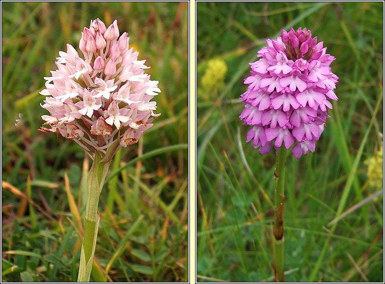 Pyramidal Orchid, Anacamptis pyramidalis, Magairln na stuaice