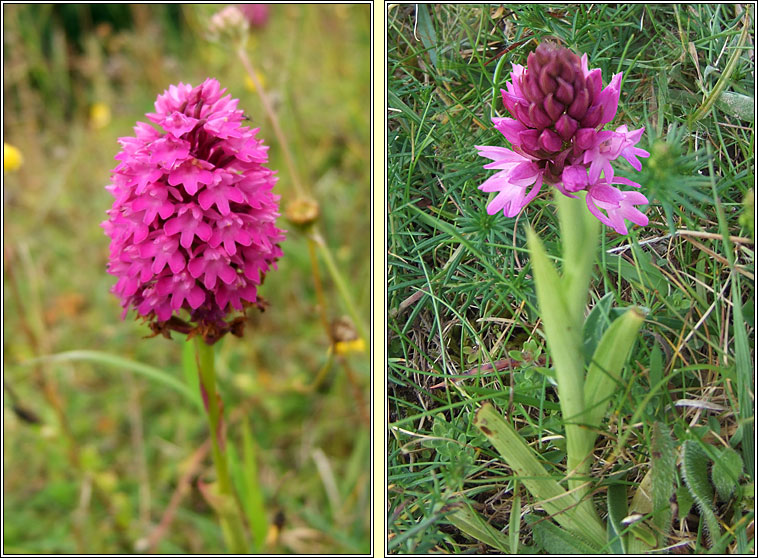 Pyramidal Orchid, Anacamptis pyramidalis, Magairln na stuaice