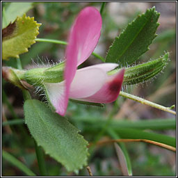 Restharrow, Ononis repens, Framhacha tairne