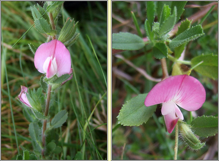 Restharrow, Ononis repens, Framhacha tairne