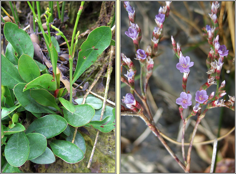 Lax-flowered Sea-lavender, Limonium humile, Lus liath na mara