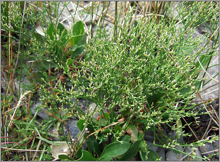 Lax-flowered Sea-lavender, Limonium humile, Lus liath na mara