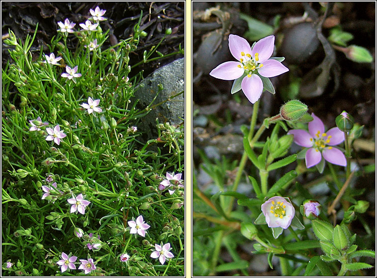 Greater Sea-spurrey, Spergularia media, Cabris mhara mhr