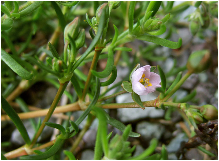 Greater Sea-spurrey, Spergularia media, Cabris mhara mhr