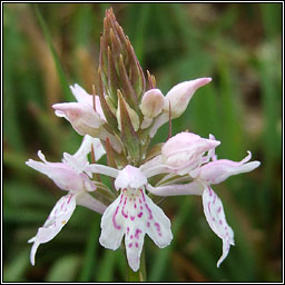 Common Spotted-orchid, Dactylorhiza fuchsii, Nuacht  bhallach