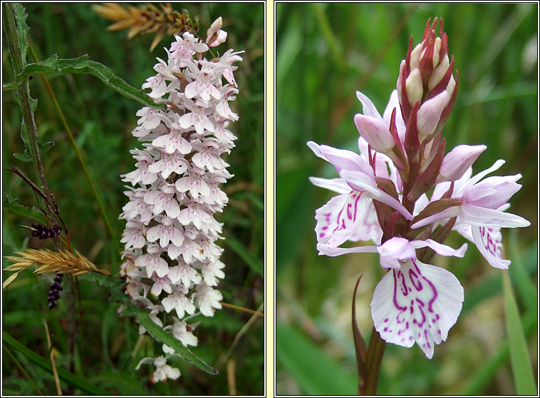 Common Spotted-orchid, Dactylorhiza fuchsii, Nuacht  bhallach