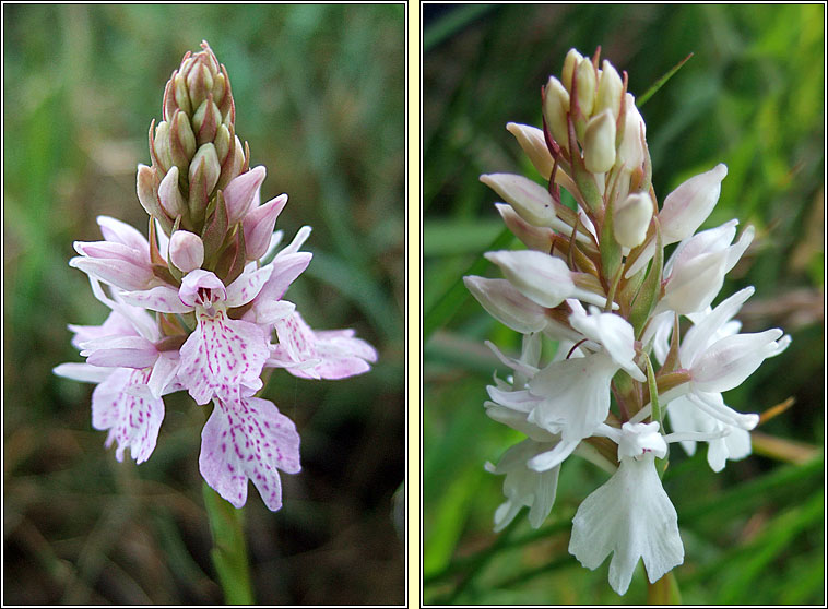 Common Spotted-orchid, Dactylorhiza fuchsii, Nuacht  bhallach