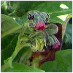 Hound's-tongue, Cynoglossum officinale, Teanga chon