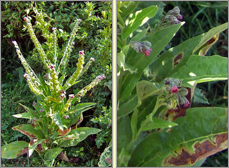 Hound's-tongue, Cynoglossum officinale, Teanga chon