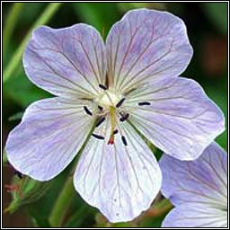 Meadow Crane's-bill, Geranium pratense, Crobh gorm