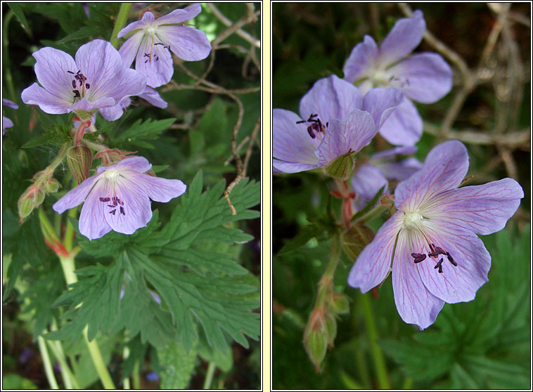 Meadow Crane's-bill, Geranium pratense, Crobh gorm