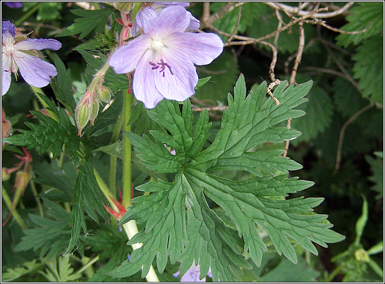 Meadow Crane's-bill, Geranium pratense, Crobh gorm