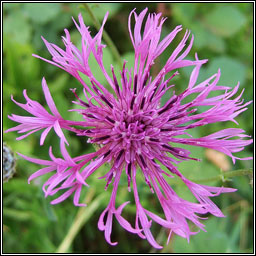 Greater Knapweed, Centaurea scabiosa, Minscoth mhor