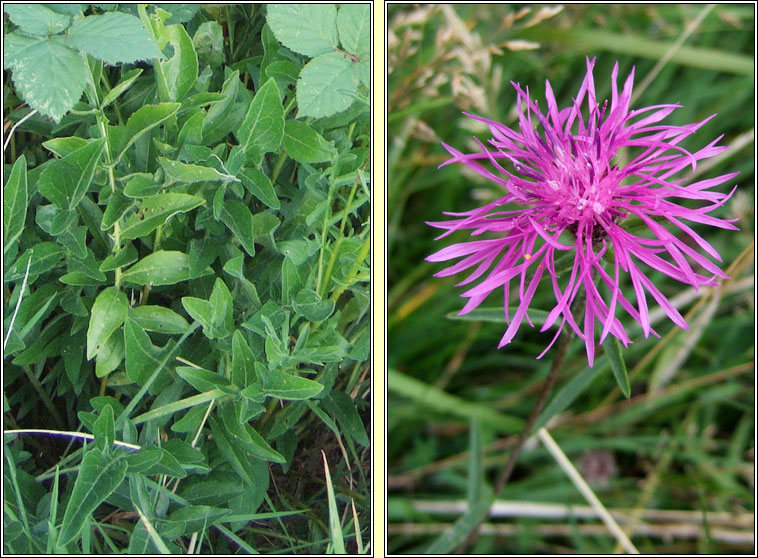 Greater Knapweed, Centaurea scabiosa, Minscoth mhor