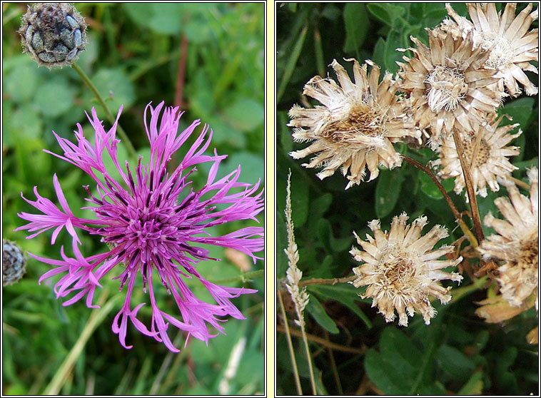 Greater Knapweed, Centaurea scabiosa, Minscoth mhor