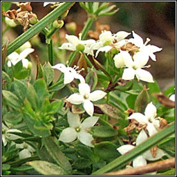 Heath Bedstraw, Galium saxatile, Luibh na bhfear gonta