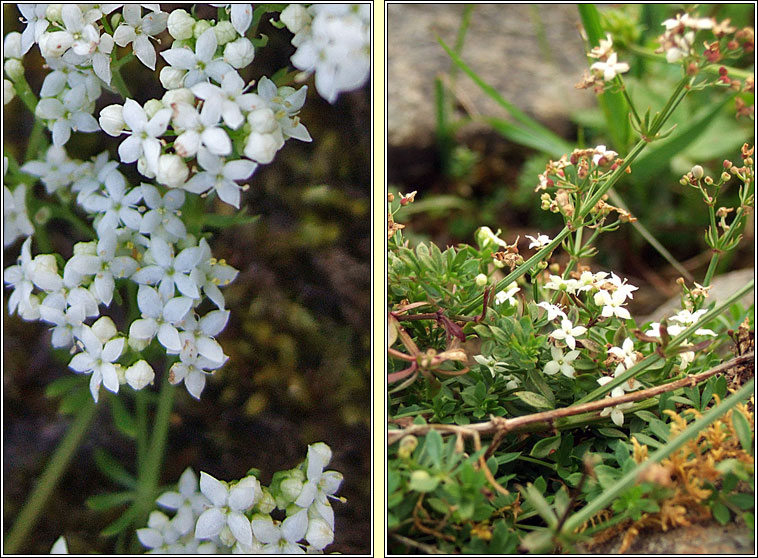 Heath Bedstraw, Galium saxatile, Luibh na bhfear gonta