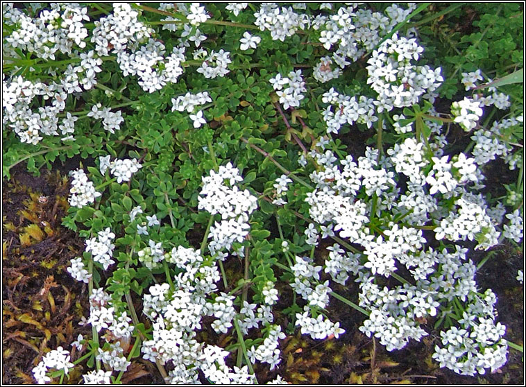 Heath Bedstraw, Galium saxatile, Luibh na bhfear gonta