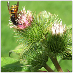 Lesser Burdock, Arctium minus, Cndn