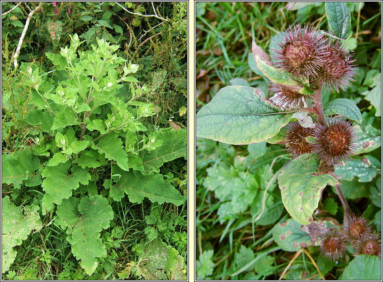 Lesser Burdock, Arctium minus, Cndn