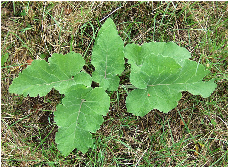 Lesser Burdock, Arctium minus, Cndn