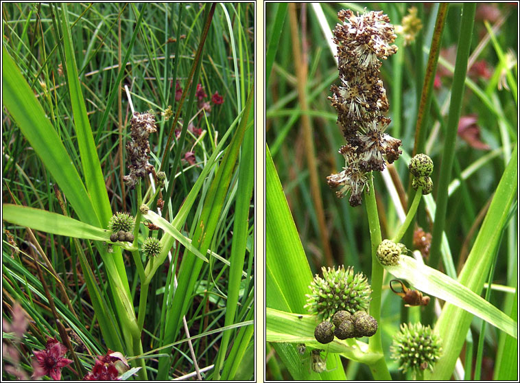 Branched Bur-reed, Sparganium erectum, Rsheisc