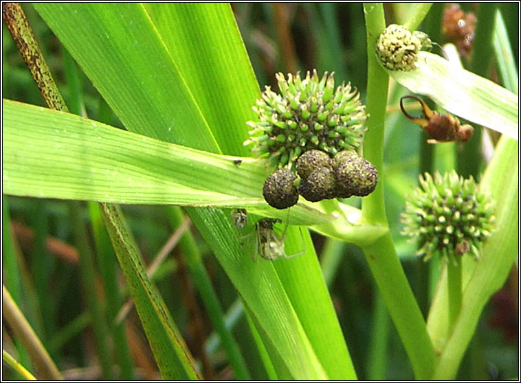 Branched Bur-reed, Sparganium erectum, Rsheisc