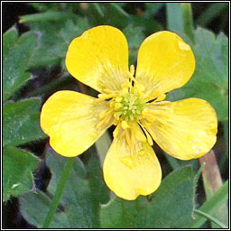 Creeping Buttercup, Ranunculus repens, Fearbn reatha