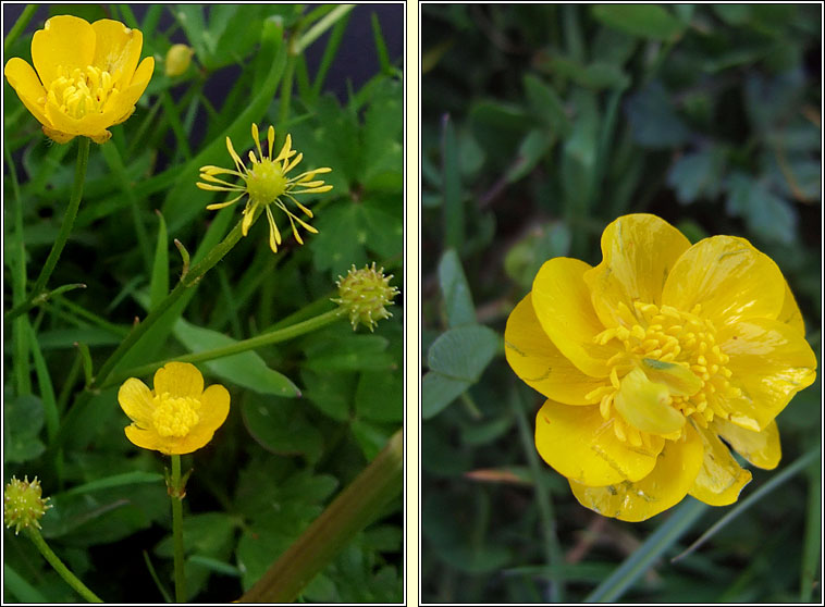 Creeping Buttercup, Ranunculus repens, Fearbn reatha