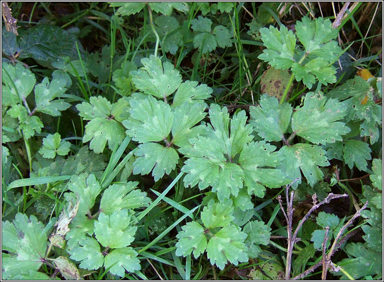 Creeping Buttercup, Ranunculus repens, Fearbn reatha