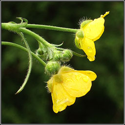 Meadow Buttercup, Ranunculus acris, Fearbn fir