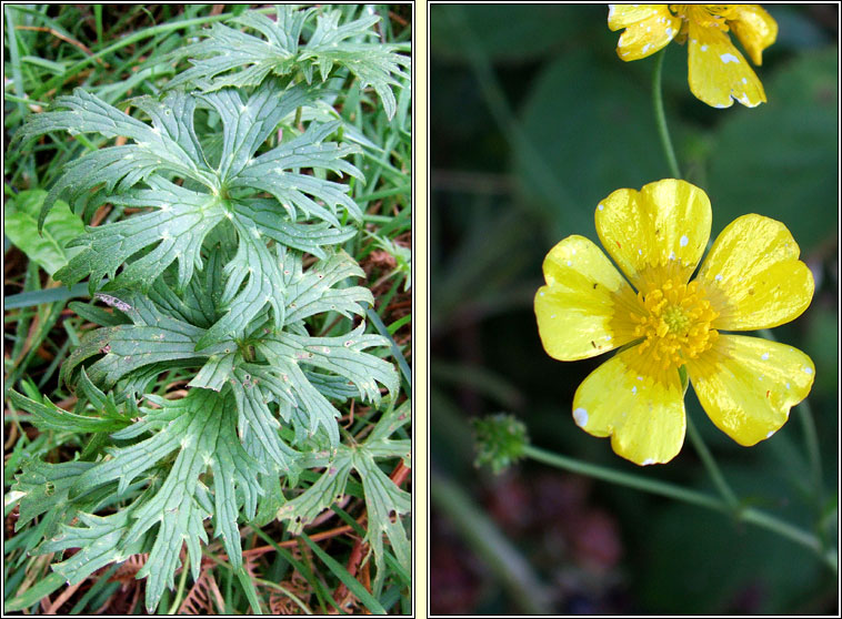 Meadow Buttercup, Ranunculus acris, Fearbn fir