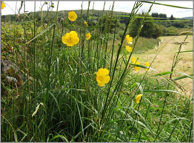 Meadow Buttercup, Ranunculus acris, Fearbn fir