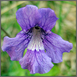 Large-flowered Butterwort, Pinguicula grandiflora, Leith uisce