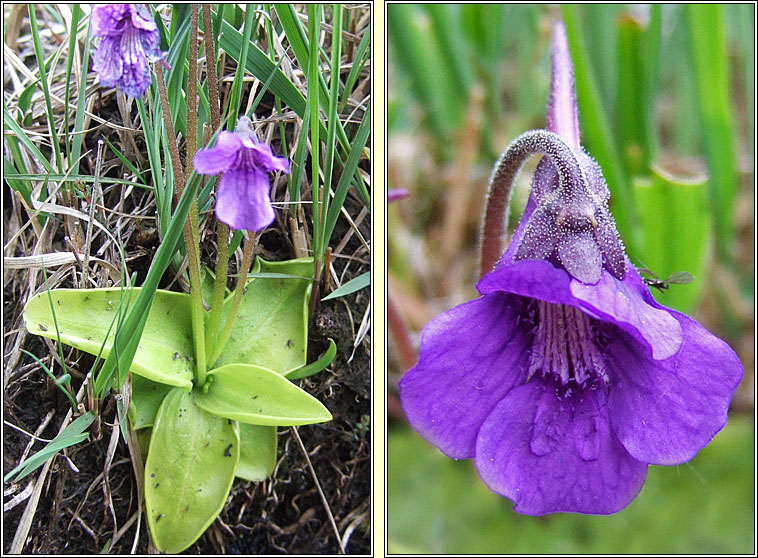 Large-flowered Butterwort, Pinguicula grandiflora, Leith uisce