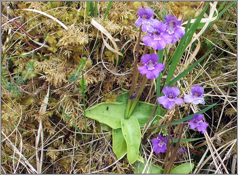 Large-flowered Butterwort, Pinguicula grandiflora, Leith uisce