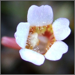 Pale Butterwort, Pinguicula lusitanica, Leith uisce beag