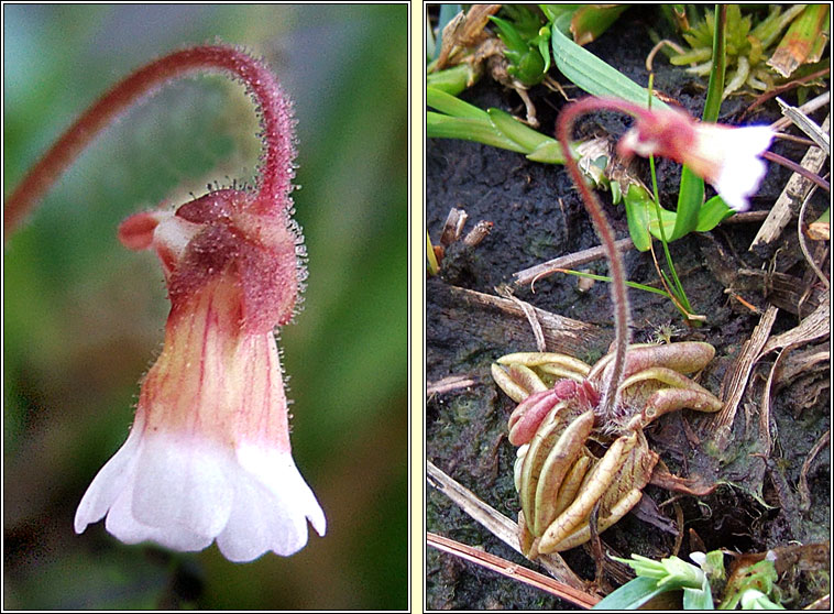 Pale Butterwort, Pinguicula lusitanica, Leith uisce beag