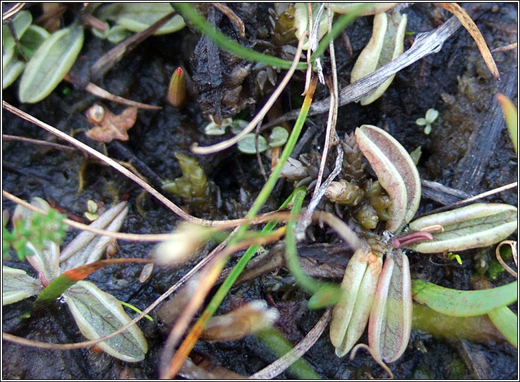 Pale Butterwort, Pinguicula lusitanica, Leith uisce beag