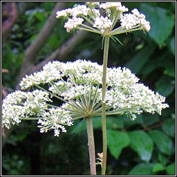 Wild Angelica, Angelica sylvestris