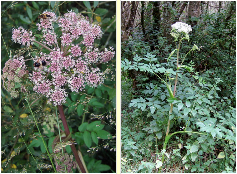 Wild Angelica, Angelica sylvestris