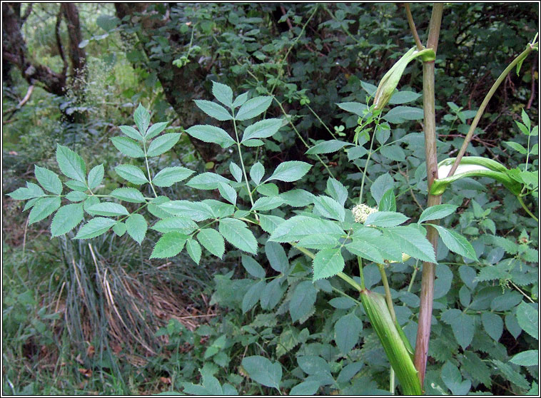 Wild Angelica, Angelica sylvestris