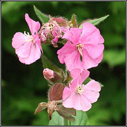 Red Campion, Silene dioica, Coiren coilleach