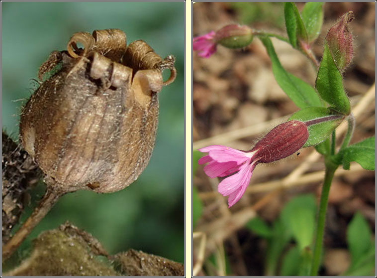 Red Campion, Silene dioica, Coiren coilleach