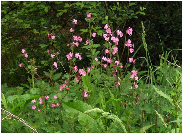 Red Campion, Silene dioica, Coiren coilleach