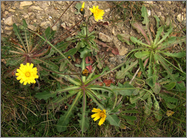 Cats-ear, Hypochaeris radicata, Cluas chait