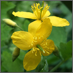 Irish Wildflowers - Greater Celandine, Chelidonium majus, Gharra bhui