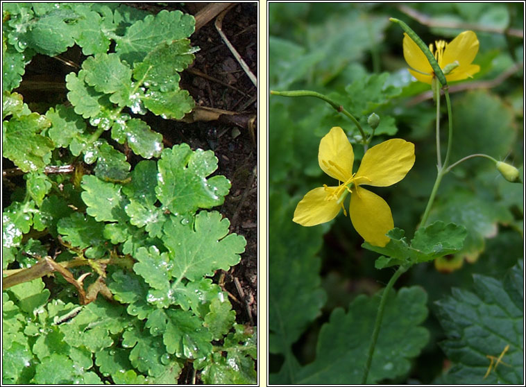 Greater Celandine, Chelidonium majus, Gharra bhui