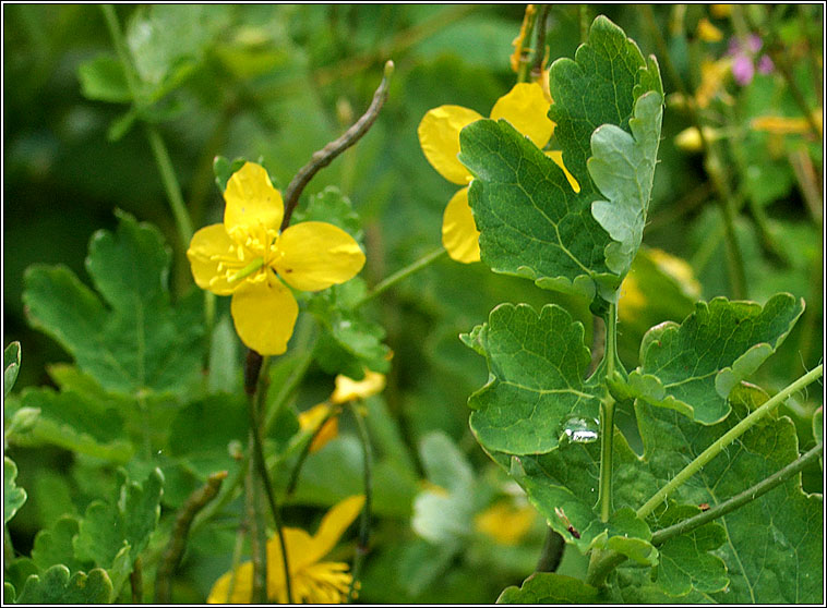 Greater Celandine, Chelidonium majus, Gharra bhui