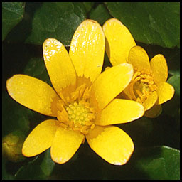 Lesser Celandine, Ficaria verna, Grn arcin